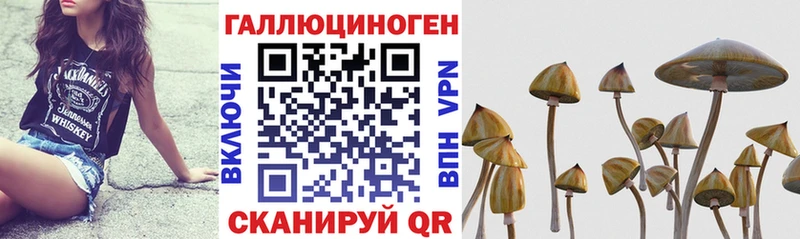 Галлюциногенные грибы Psilocybe  Купить закладки  Котельнич 